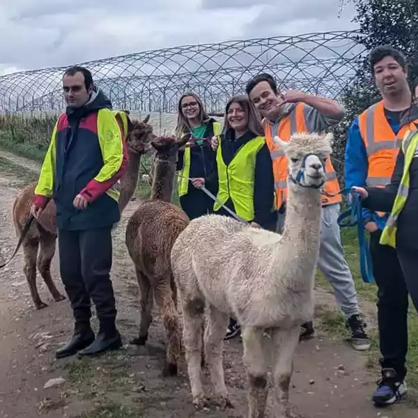 Alpaca walks and Animal Experiences